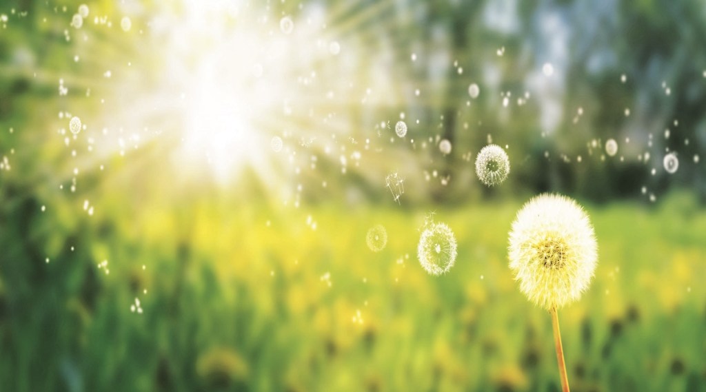 climate change allergies