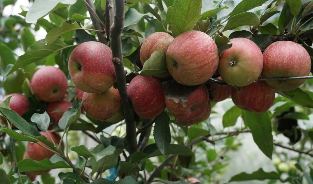 CSR, farmer, cultivation, apple farms, coca cola, apple, fruit circular economy, horticulture, ultra-high-density plantation, sustainability, subsidy