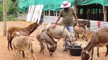 donkey milk buyers in india, donkey farming, halari donkey, donkey milk cost, donkey cheese price, donkey milk cheese price in india, donkey farm, Karnataka