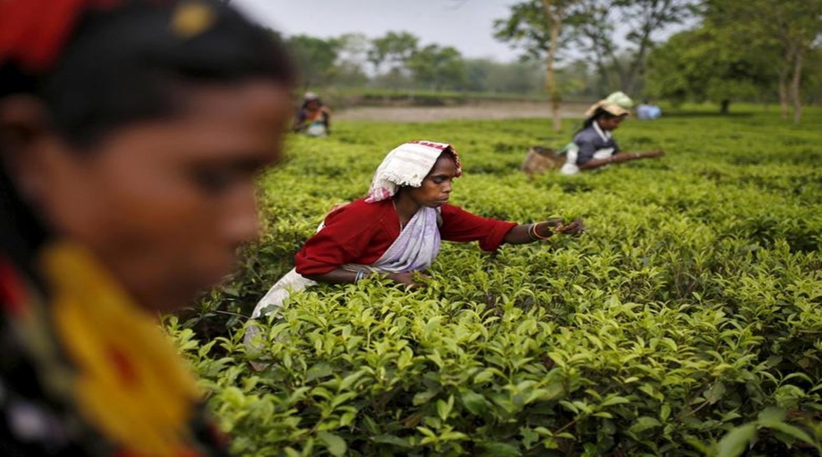 Tea exports