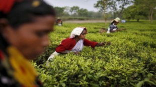 Tea exports