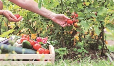 The F2C phenomenon is not confined to fruits and vegetables alone. 