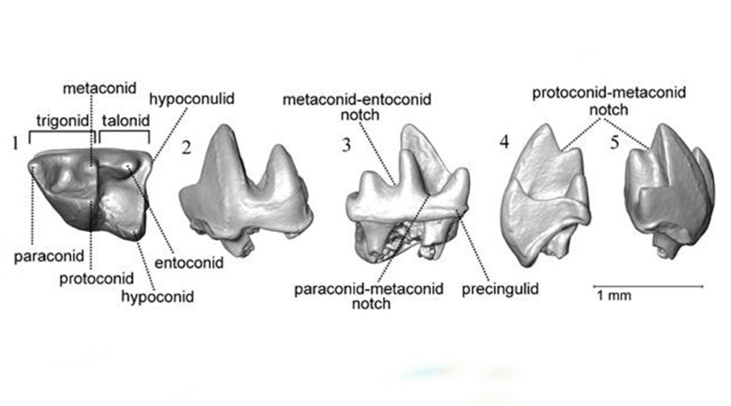 fossils tree shrew