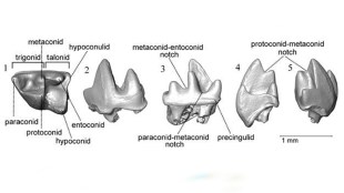 fossils tree shrew