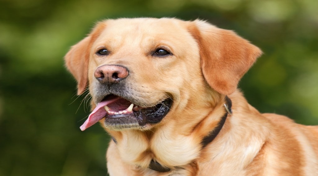 covid vaccine for animals