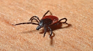Nosebleed fever, Crimean-Congo hemorrhagic fever, ticks, Iraq, health news,