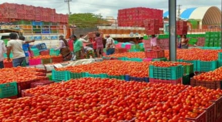 According to data by the department of consumer affairs, although average retail prices of tomato are still higher than the year ago period, prices have fallen by more than 17% to Rs 43 a kg on Saturday compared to a month ago. According to data by the department of consumer affairs, although average retail prices of tomato are still higher than the year ago period, prices have fallen by more than 17% to Rs 43 a kg on Saturday compared to a month ago.