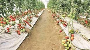 The vegetables production grew marginally to 204.61 mt in 2021-22 compared to 200.4 mt as per the final estimate for 2020-21.