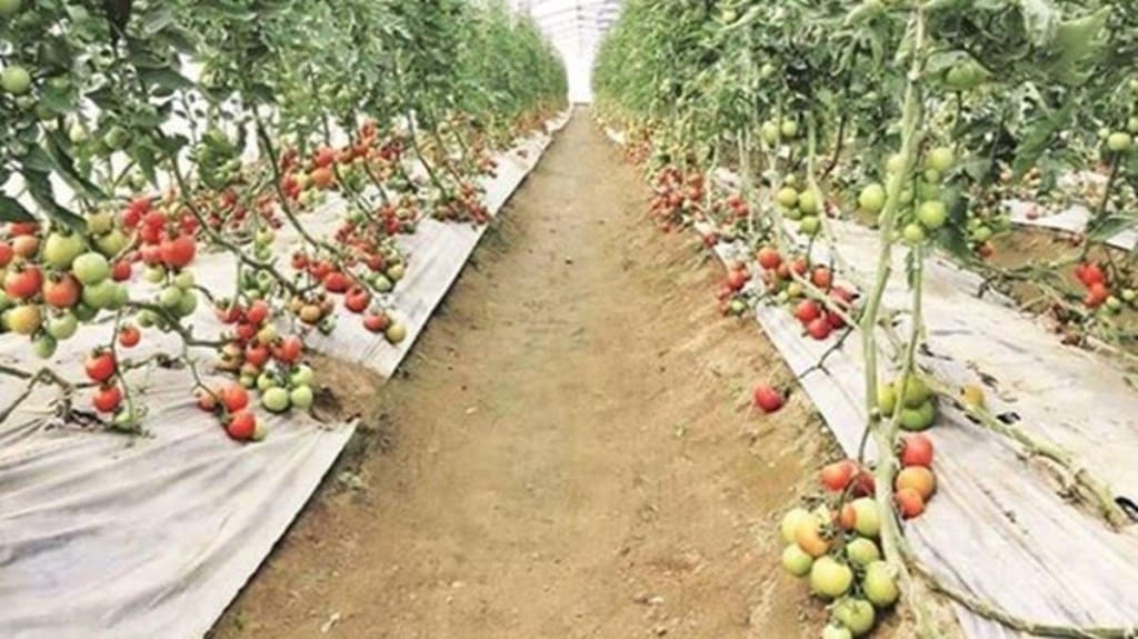 The vegetables production grew marginally to 204.61 mt in 2021-22 compared to 200.4 mt as per the final estimate for 2020-21. The vegetables production grew marginally to 204.61 mt in 2021-22 compared to 200.4 mt as per the final estimate for 2020-21.