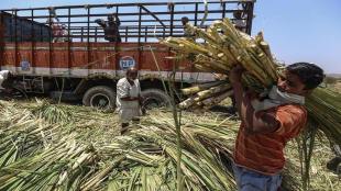 The total area under cane was 2.76 million hectare in 2020-21 and 2.74 million hectare in 2019-20.