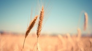In a written reply to Rajya Sabha, Food and Consumer Affairs Minister Piyush Goyal said the central pool stock of wheat as on July 1, 2022 is well above the foodgrains stocking norms.