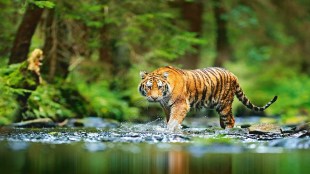 In reality, there's a need for more awareness and future conservation of the endangered species as we celebrate Global Tiger Day on July 29.