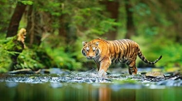 In reality, there's a need for more awareness and future conservation of the endangered species as we celebrate Global Tiger Day on July 29.