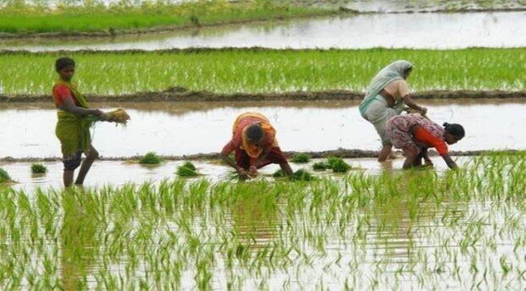 Last week, the government did not release official data on the progress of paddy sowing citing delay in getting reports from states.  Experts say that the paddy sowing window will be over in the next couple days. 