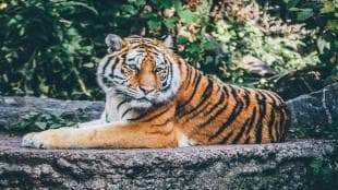 International Tiger Day pic
