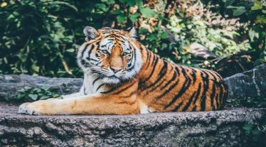 International Tiger Day pic