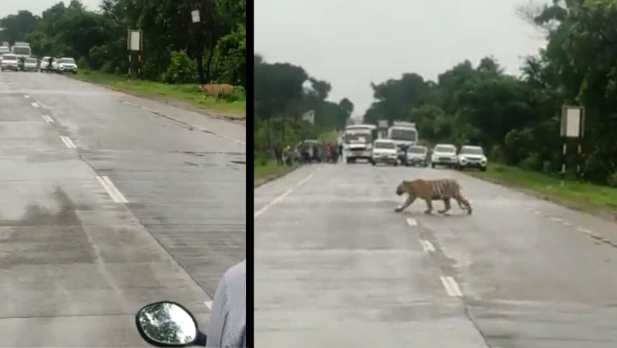 Traffic Police stop commuters to let a tiger to cross a highway