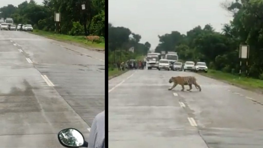 Traffic Police stop commuters to let a tiger to cross a highway