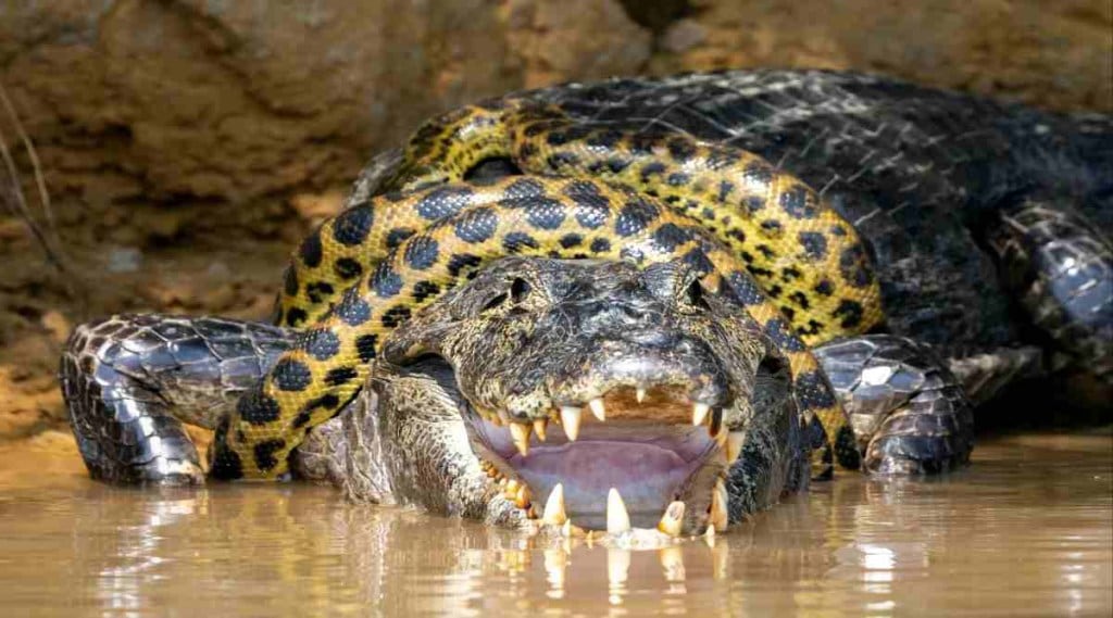 Croc Vs Snake: Giant anaconda engages in a brutal fight with alligator; Viral video gets netizens hooked