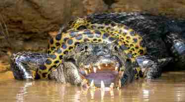 Croc Vs Snake: Giant anaconda engages in a brutal fight with alligator; Viral video gets netizens hooked