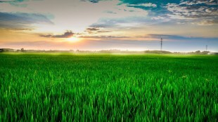 india rice