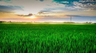 india rice