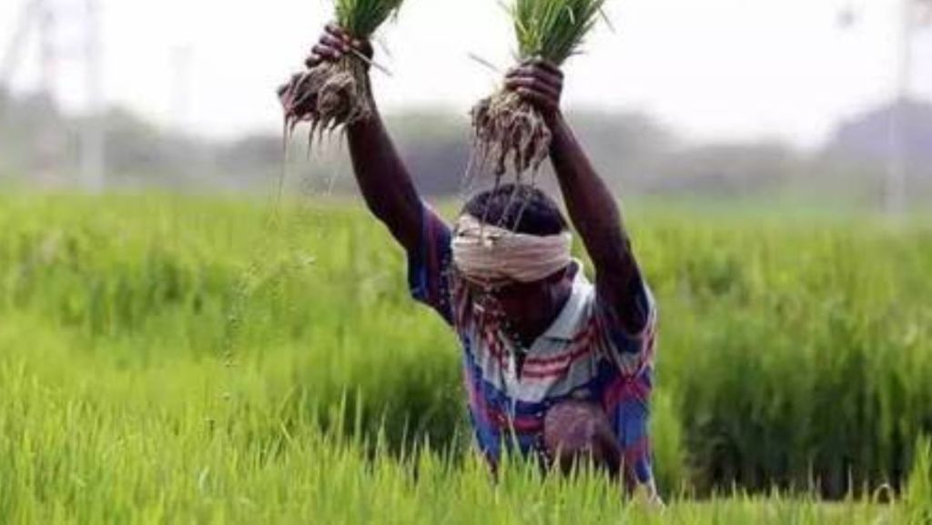 kharif crop