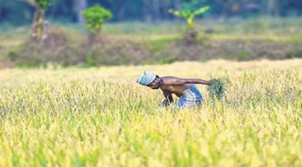 An agriculture ministry official said the window for sowing of kharif crops is till the first week of August and the pace of sowing of rice would pick up pace in the next two weeks.