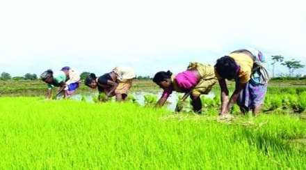 As per the Ministry of Agriculture data till July 15, the paddy sowing has reached 128.50 Lakh Hectares (LH) so far this kharif season as against 155.53 LH in the corresponding period of the previous year. As per the Ministry of Agriculture data till July 15, the paddy sowing has reached 128.50 Lakh Hectares (LH) so far this kharif season as against 155.53 LH in the corresponding period of the previous year.