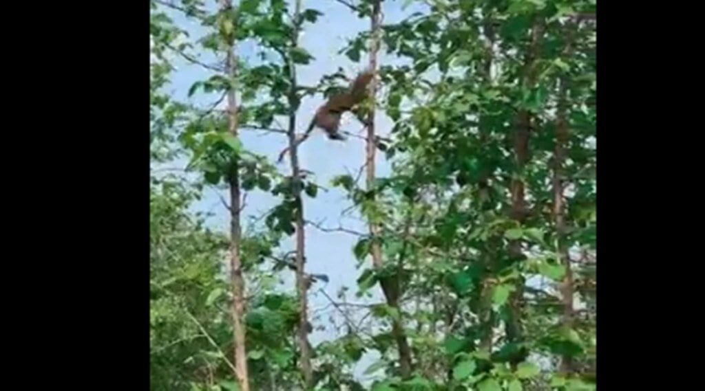 While the leopard was successful in grabbing the little creature in its mouth, the giant leap by the big cat forced it to fall down the heights. (Still from video) While the leopard was successful in grabbing the little creature in its mouth, the giant leap by the big cat forced it to fall down the heights. (Still from video)