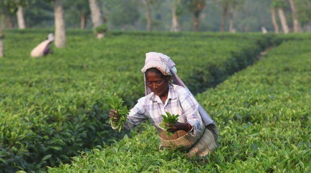 tea output