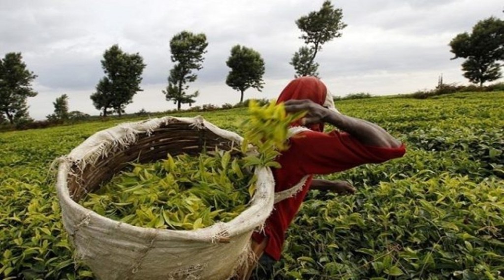 According to exporters like Golden Tips, there has been a steep hike, as much as 75%, in the prices of tea manufactured in the traditional way. 