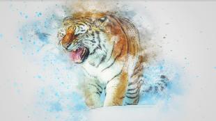 tiger human conflict