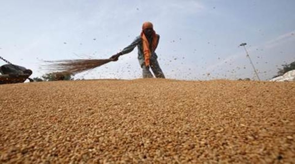wheat exports