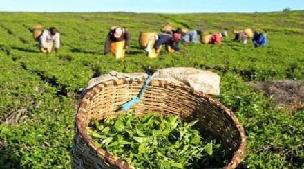tea imports