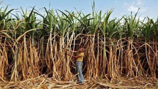 The Cabinet Committee on Economic Affairs (CCEA) approved the increase subject to base sugar recovery of 10.25%.