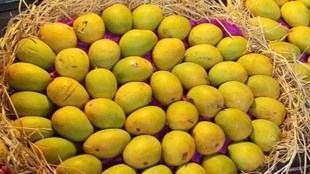 India also exported mangoes to Japan for the first time while shipment to South Korea resumed after two years too.