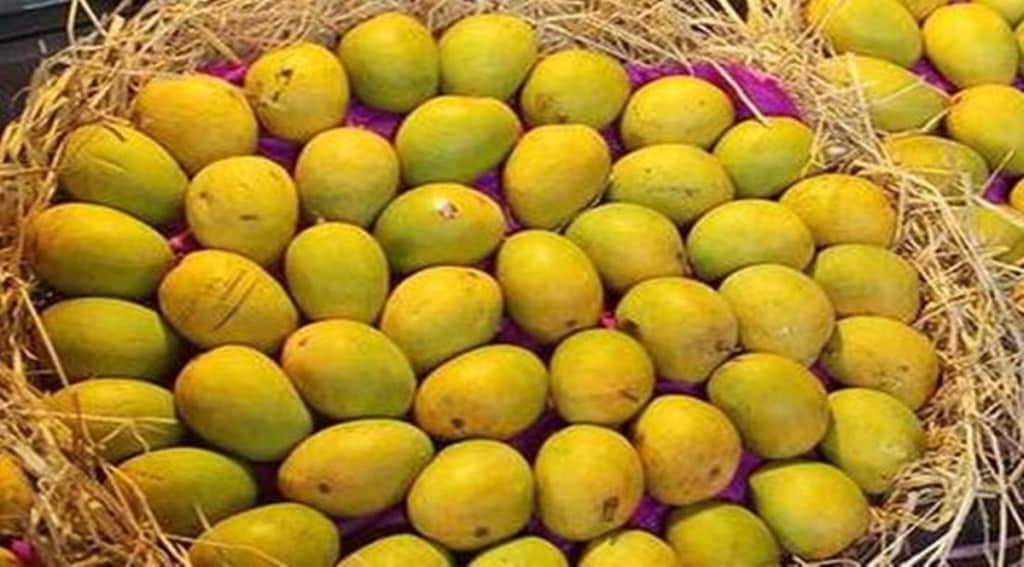 India also exported mangoes to Japan for the first time while shipment to South Korea resumed after two years too.