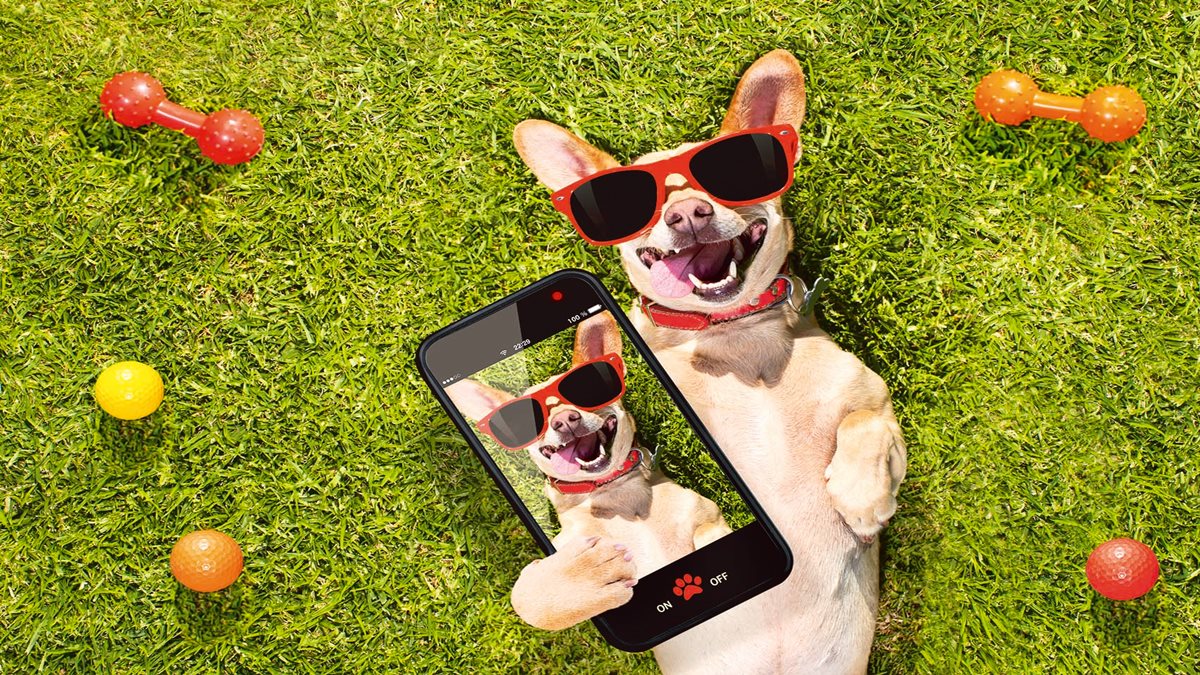 Interestingly, these are not just restricted to humans but have expanded to include your canine and feline friends.