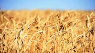 “There is a need to give a signal to traders that domestic prices of wheat need to be cut,” a senior government official told FE, confirming the plan to scrap the tariff.