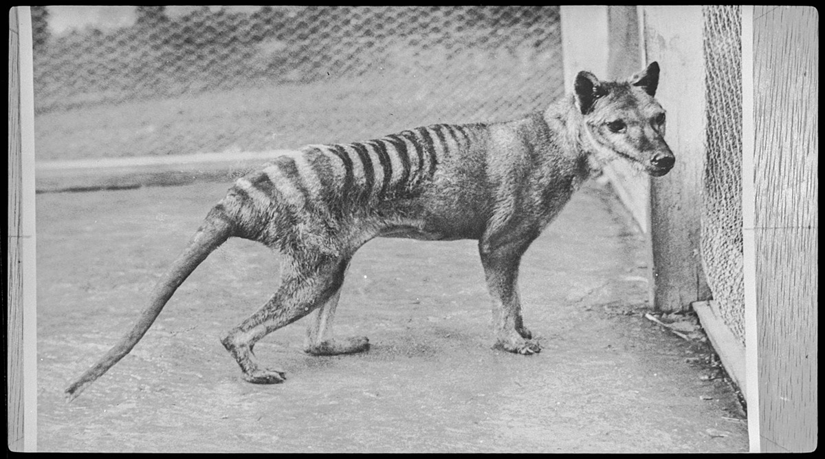 tasmanian triger tasmanian triger
