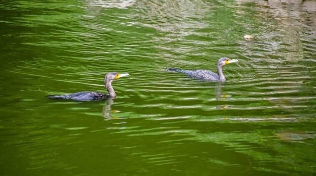 Bengaluru lake