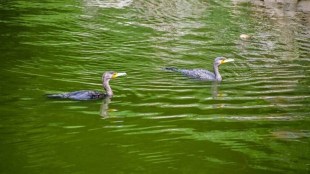 Bengaluru lake
