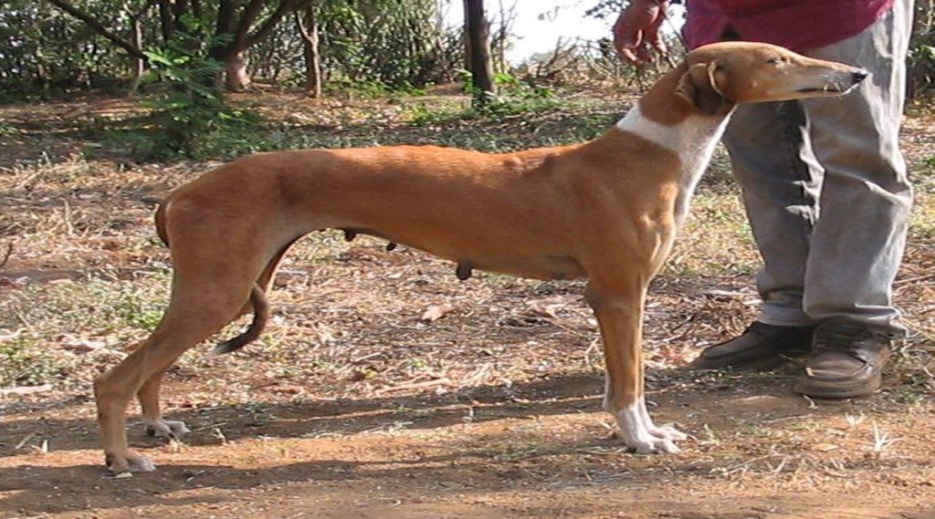 Mudhol Hound Modi