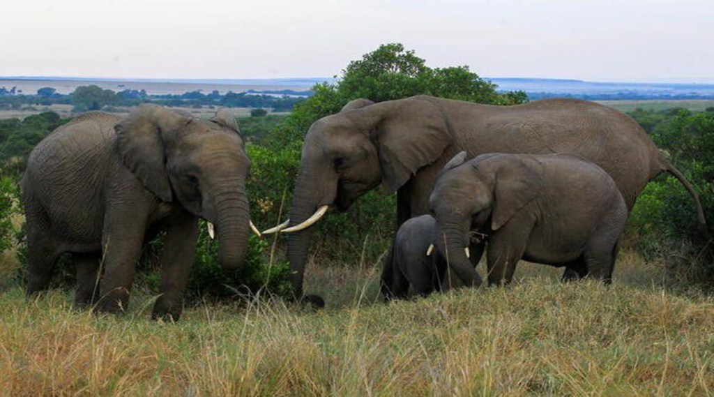 World Elephant Day 2022 World Elephant Day 2022