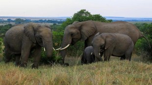 World Elephant Day 2022