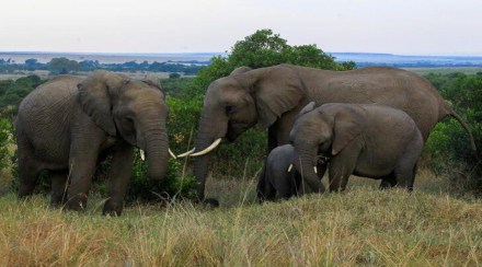 World Elephant Day 2022 World Elephant Day 2022