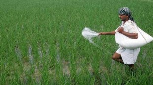 paddy acreage