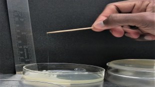 IIT Jodhpur, IIT scientists, infections, health news, healthcare news,