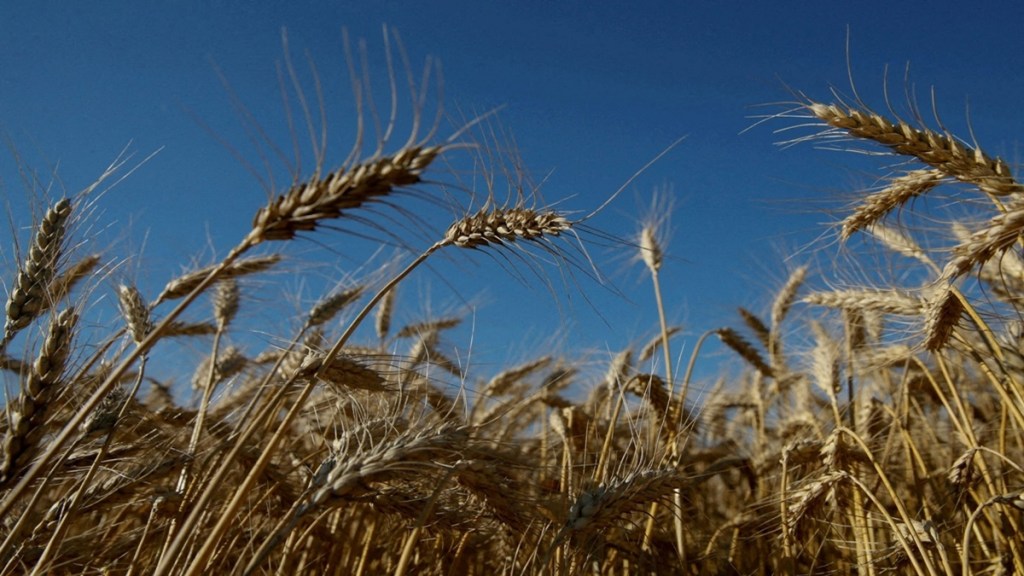 The drop in wheat output is attributed to the heatwave between March and June that hit the crop in the northern states of Punjab and Haryana. (File/Reuters)